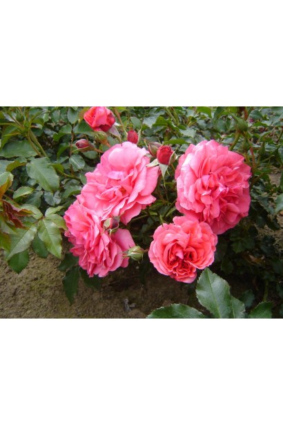 Роза плетистая Розариум Ютерсен (серебристо-розовая) ШТАМБ 